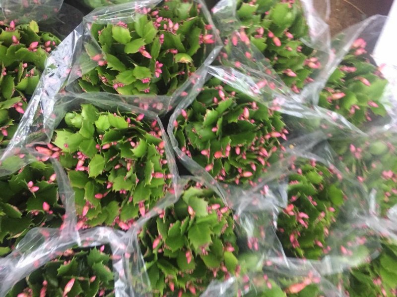 室内盆栽花卉桌面绿植蟹爪兰蟹爪莲花期长基地直发