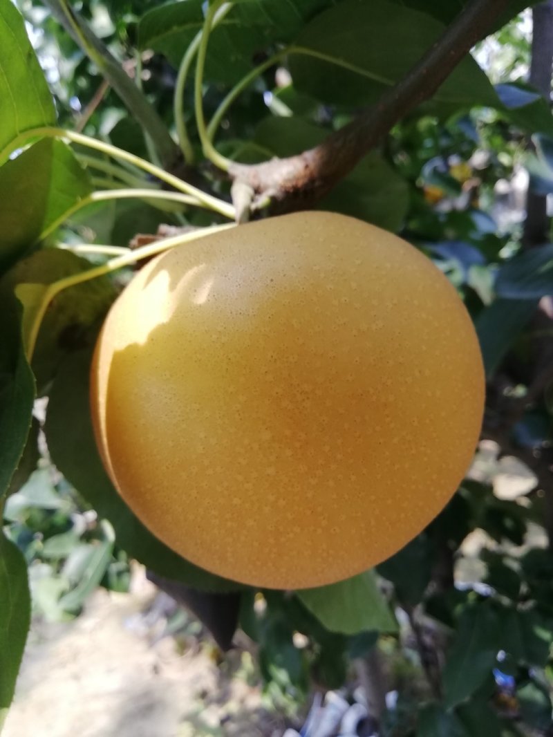 送礼走起