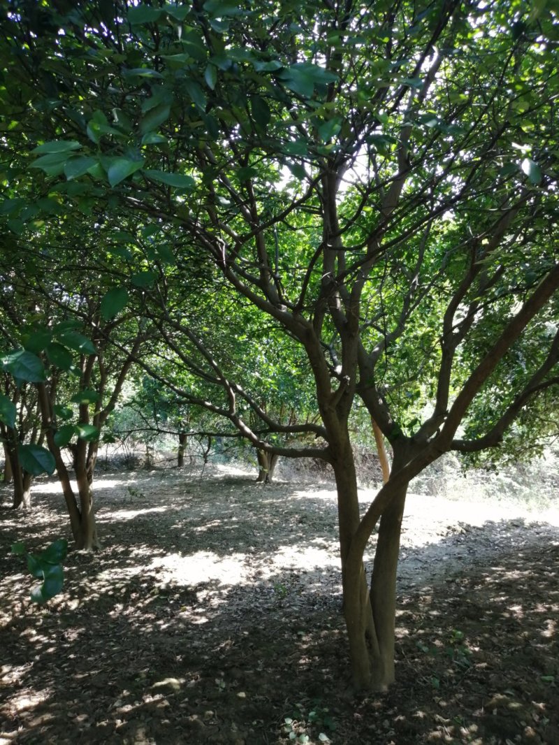 香泡，香椽
