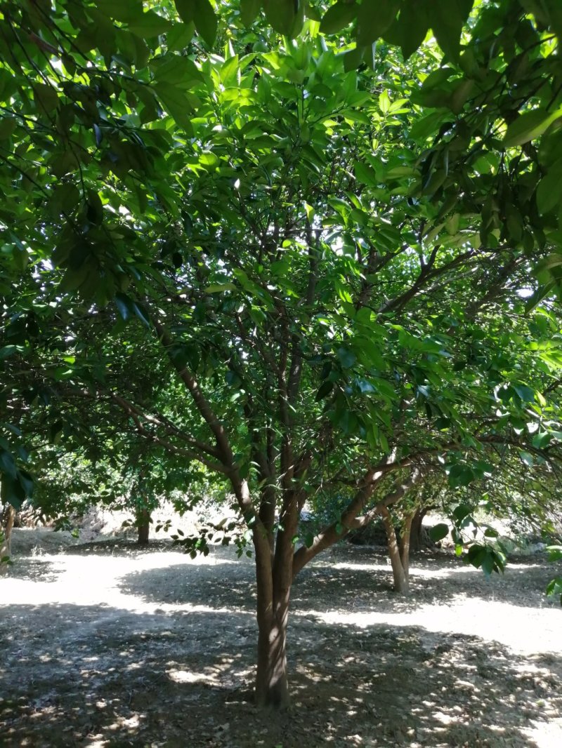 香泡，香椽