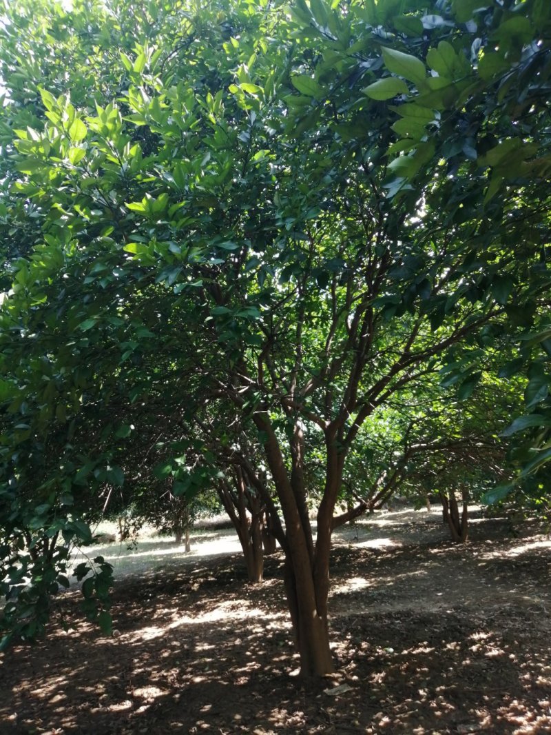 香泡，香椽