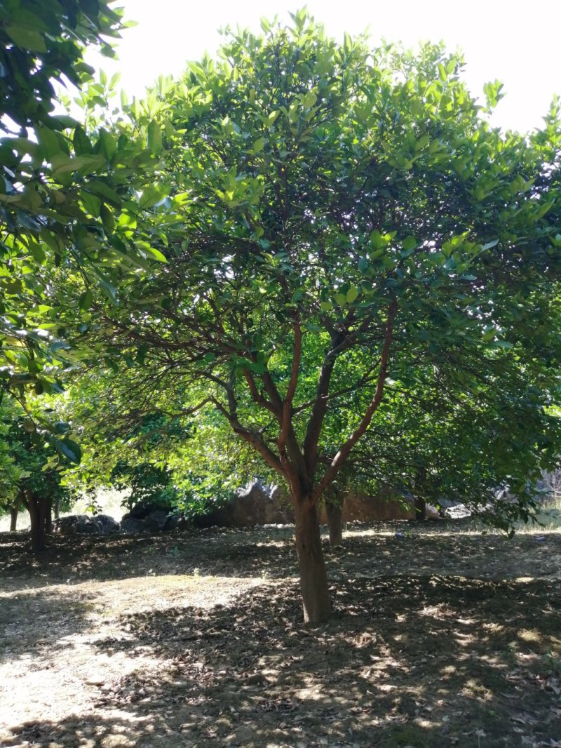 香泡，香椽