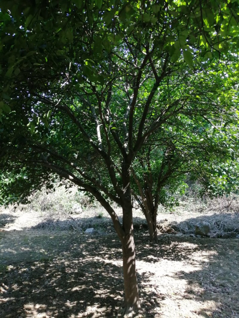 香泡，香椽