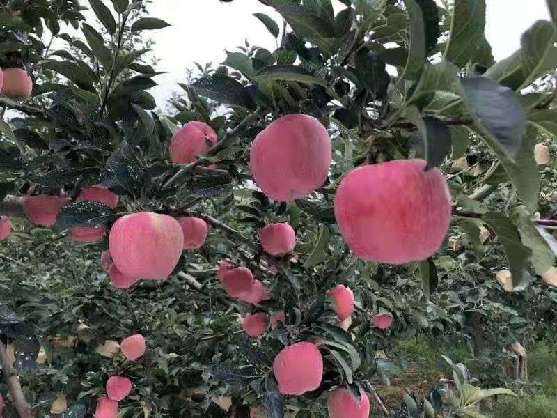 嘎啦苹果