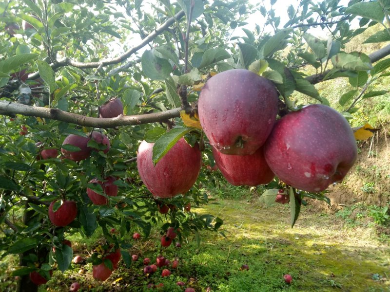 代办礼县花牛。老基地老品牌种植于70年代初，苹果味道甘醇