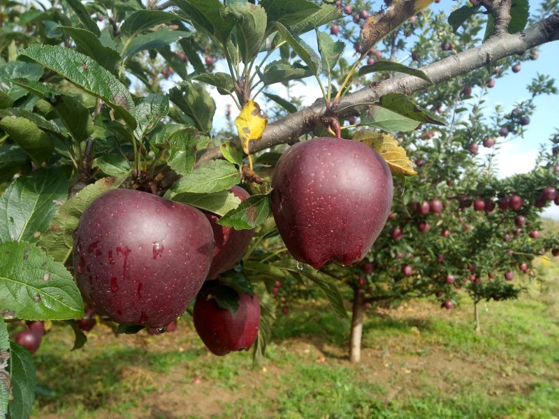 代办礼县花牛。老基地老品牌种植于70年代初，苹果味道甘醇