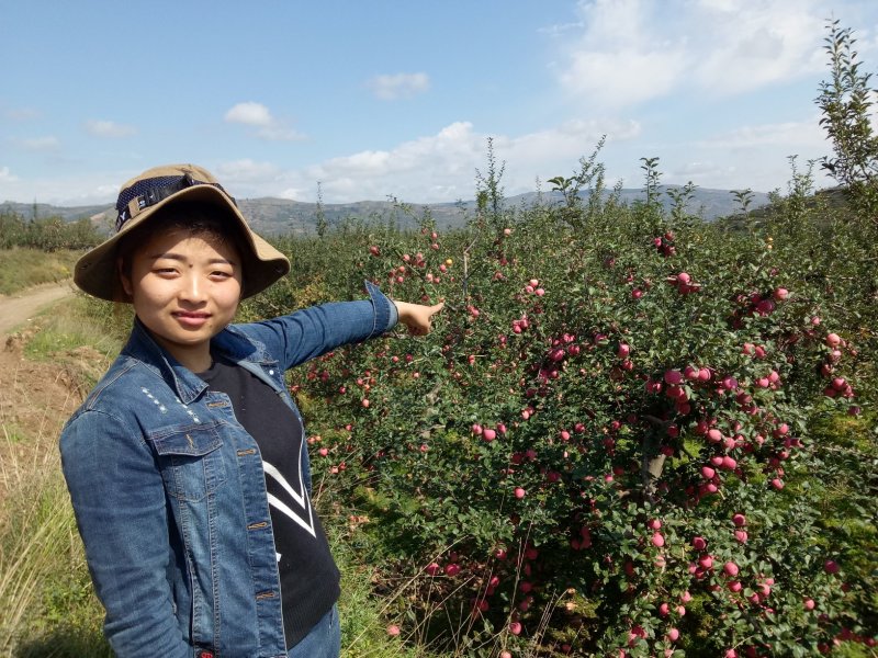 代办礼县花牛。老基地老品牌种植于70年代初，苹果味道甘醇
