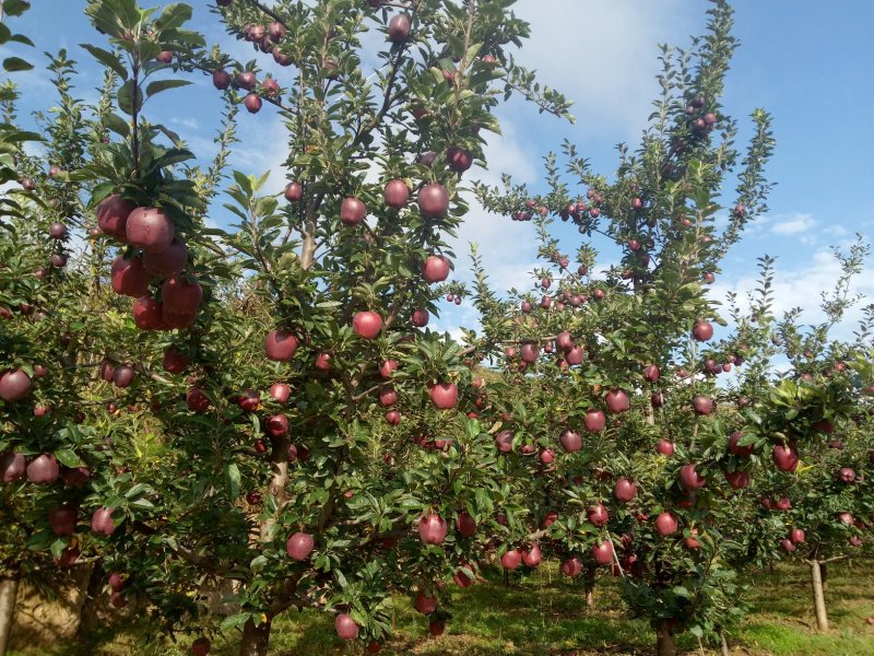 代办礼县花牛。老基地老品牌种植于70年代初，苹果味道甘醇