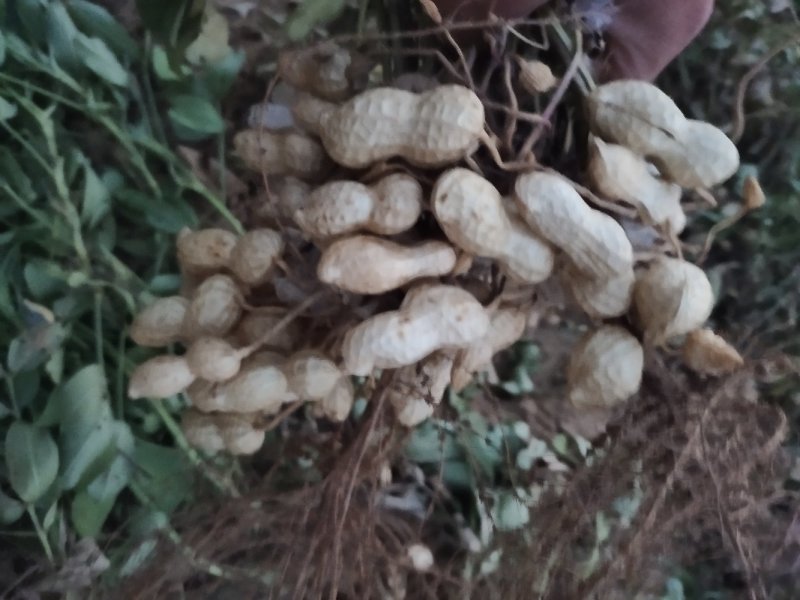 河南开封《精品鲜花生》产地直销，籽粒饱满，超市，市场