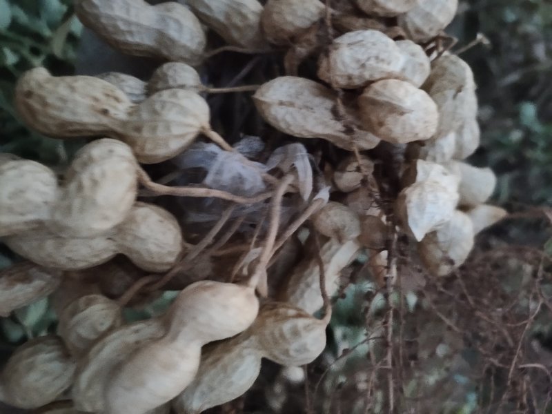 河南开封《精品鲜花生》产地直销，籽粒饱满，超市，市场