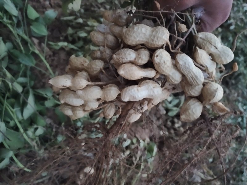 河南开封《精品鲜花生》产地直销，籽粒饱满，超市，市场