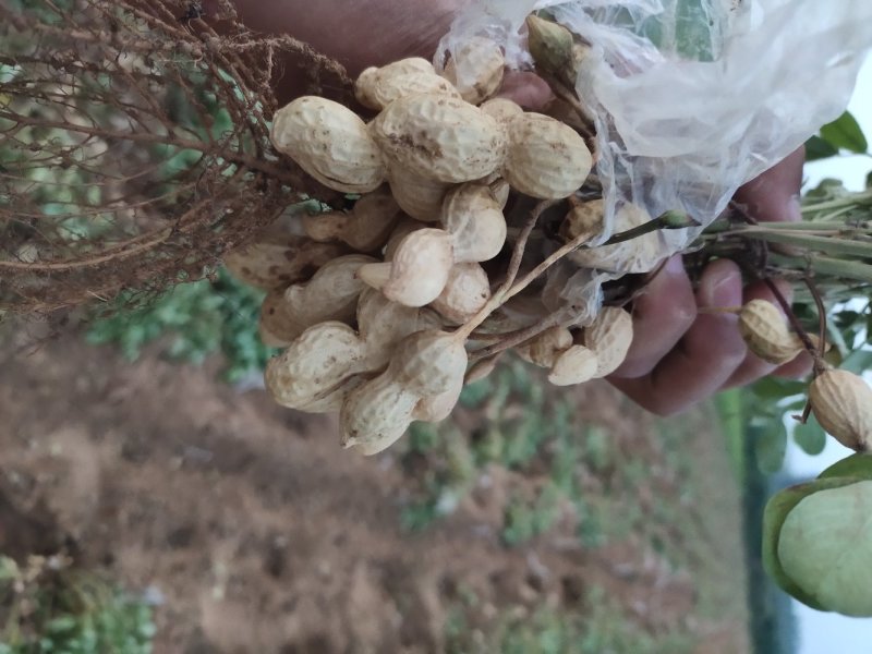 河南开封《精品鲜花生》产地直销，籽粒饱满，超市，市场