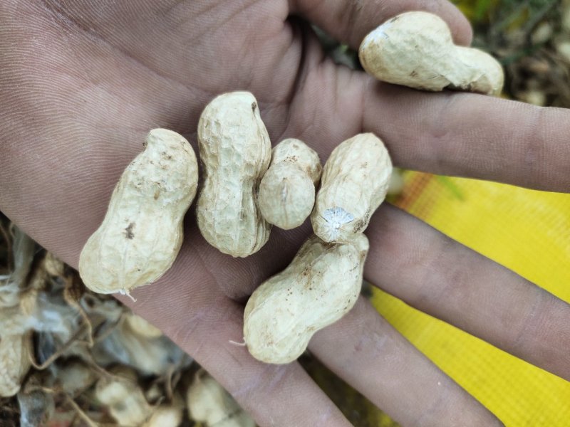 河南开封《精品鲜花生》产地直销，籽粒饱满，超市，市场