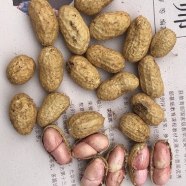 小白沙，大白沙，罗汉果鲜花生，干花生