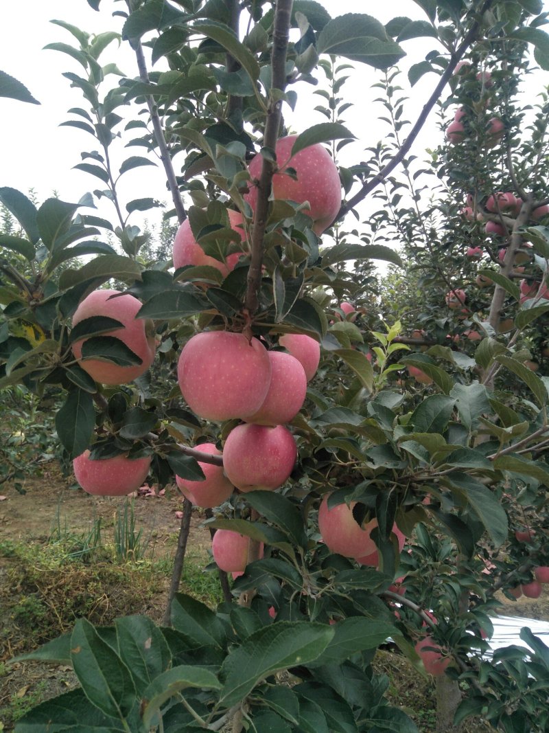 陕西秦艳苹果大量上市，欢迎新老客户光临选购，确保客户满意