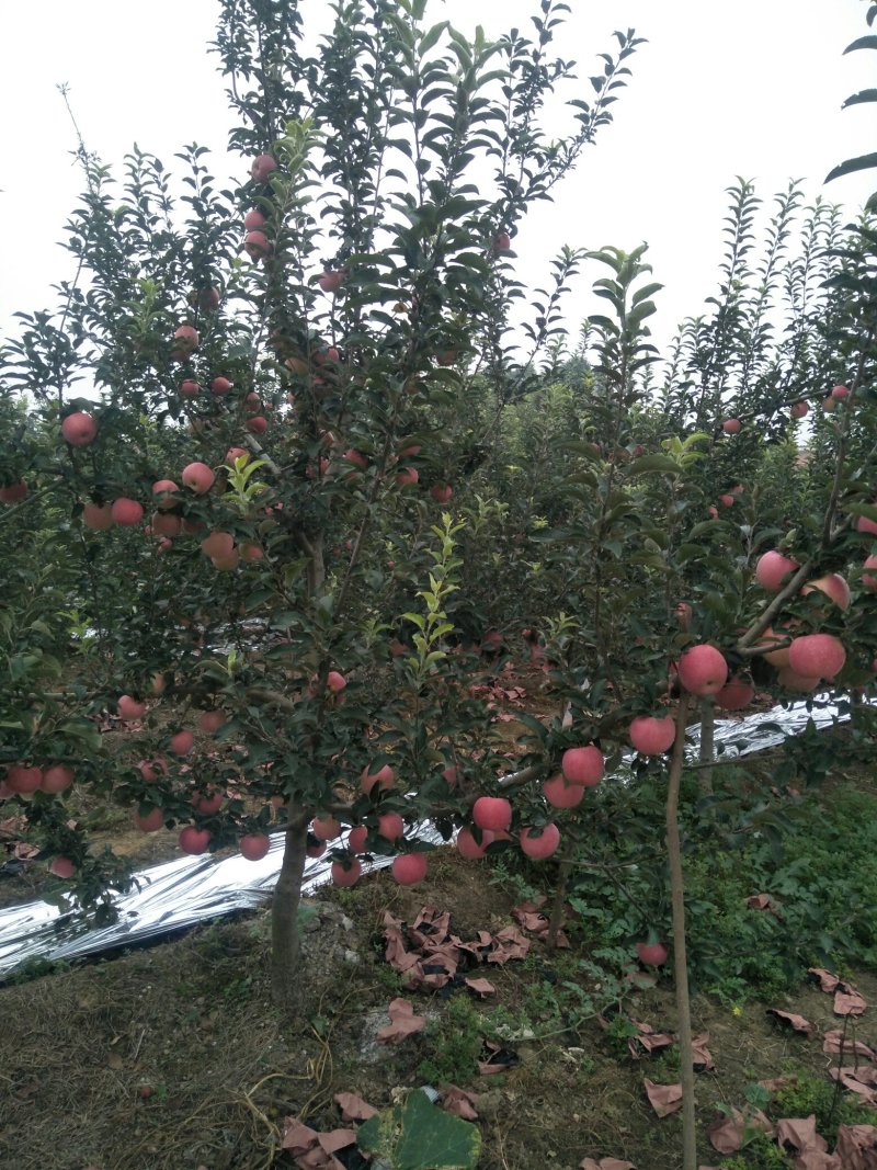 陕西秦艳苹果大量上市，欢迎新老客户光临选购，确保客户满意