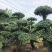 20--60cm单杆双杆多杆对接白蜡造型桩5000棵