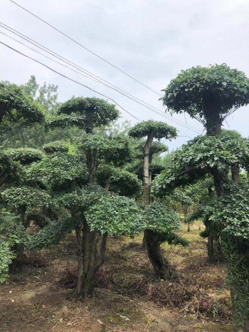 20--60cm单杆双杆多杆对接白蜡造型桩5000棵