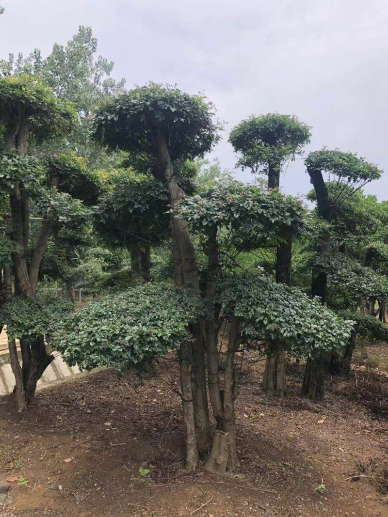 20--60cm单杆双杆多杆对接白蜡造型桩5000棵
