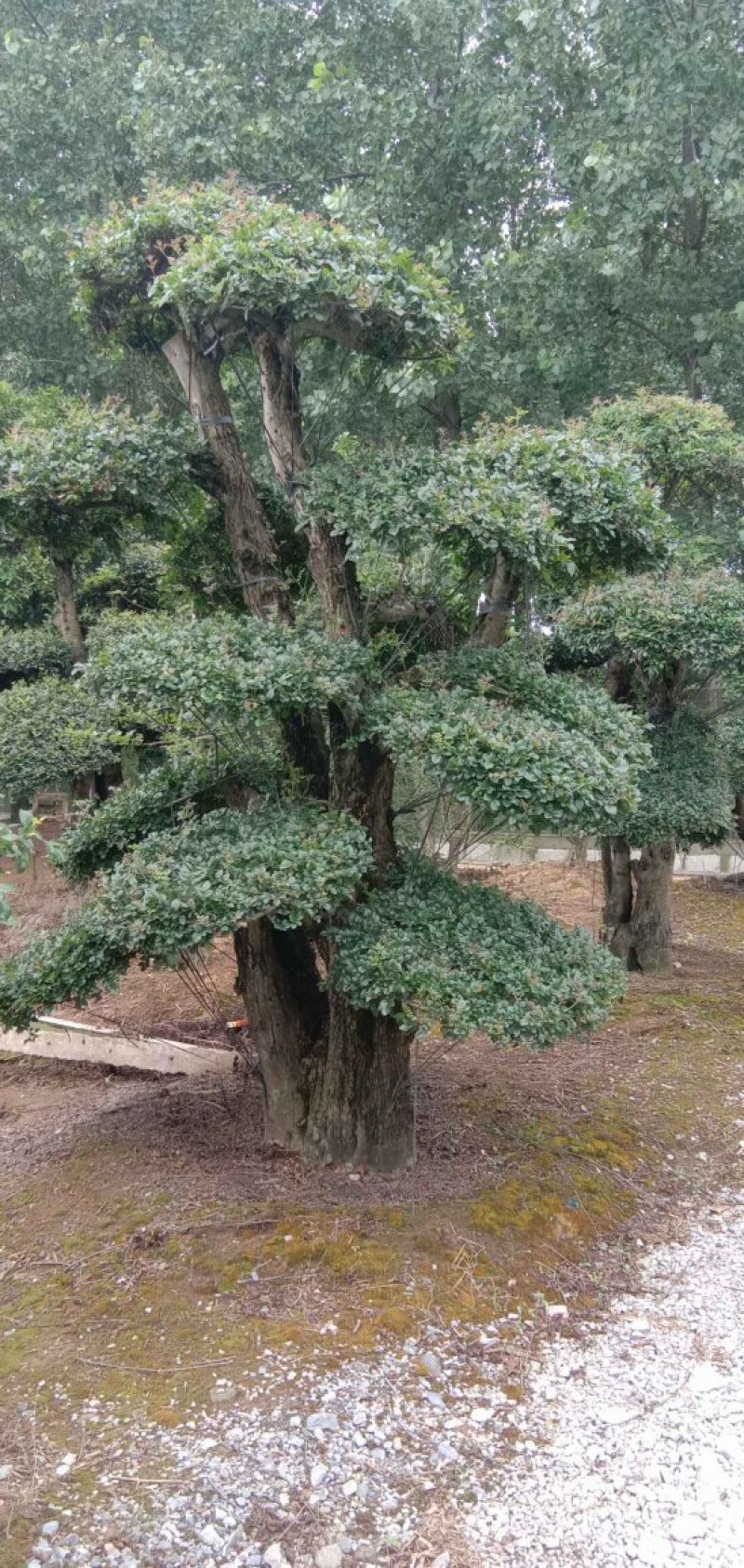 20--60cm单杆双杆多杆对接白蜡造型桩5000棵