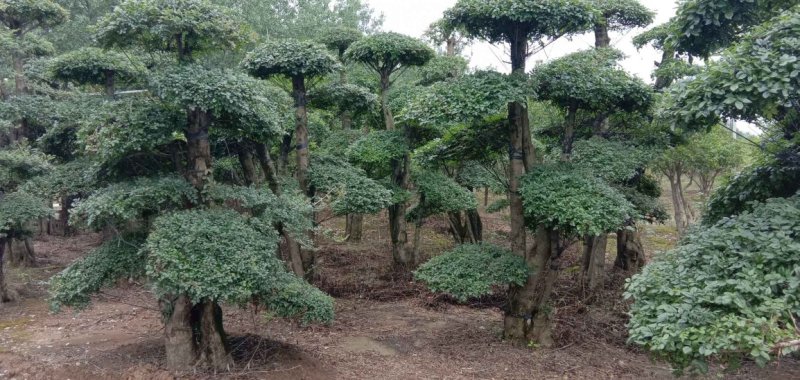 20--60cm单杆双杆多杆对接白蜡造型桩5000棵