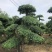 20--60cm单杆双杆多杆对接白蜡造型桩5000棵