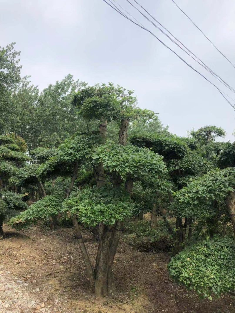 20--60cm单杆双杆多杆对接白蜡造型桩5000棵