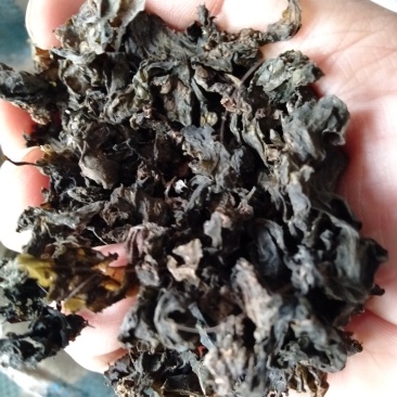 大量批发优质地皮菜挑发