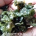 大量批发优质地皮菜挑发