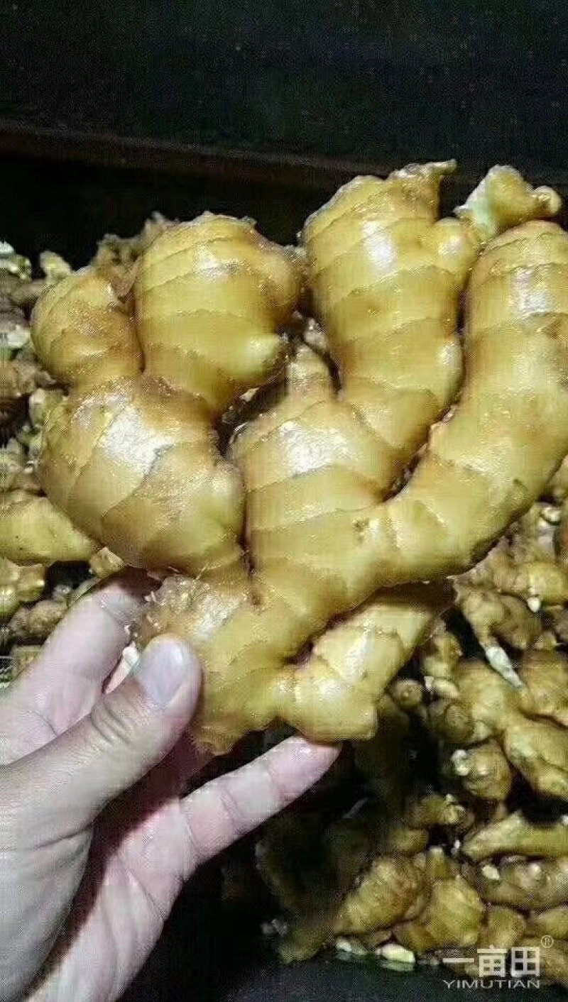 低价供应各种大黄姜，小黄姜，面姜量大优惠