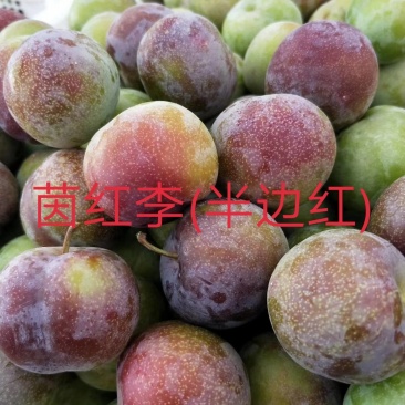 庄氏鑫兴苗木半边红(茵红)李子苗