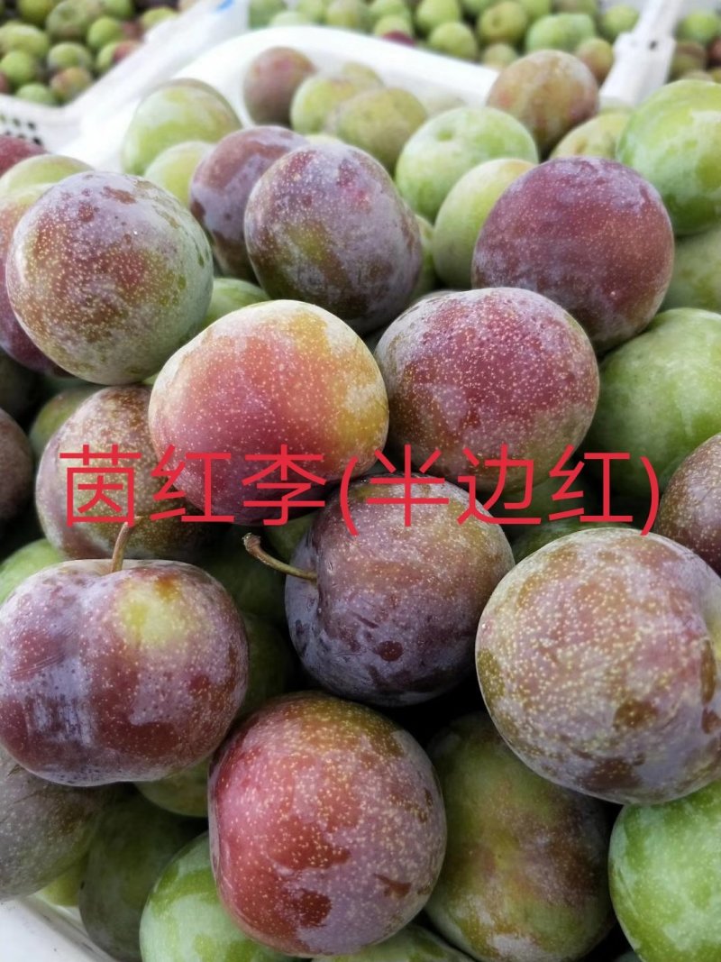 庄氏鑫兴苗木半边红(茵红)李子苗
