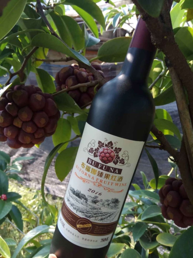 可吃可用可喝用处多多的黑老虎苗