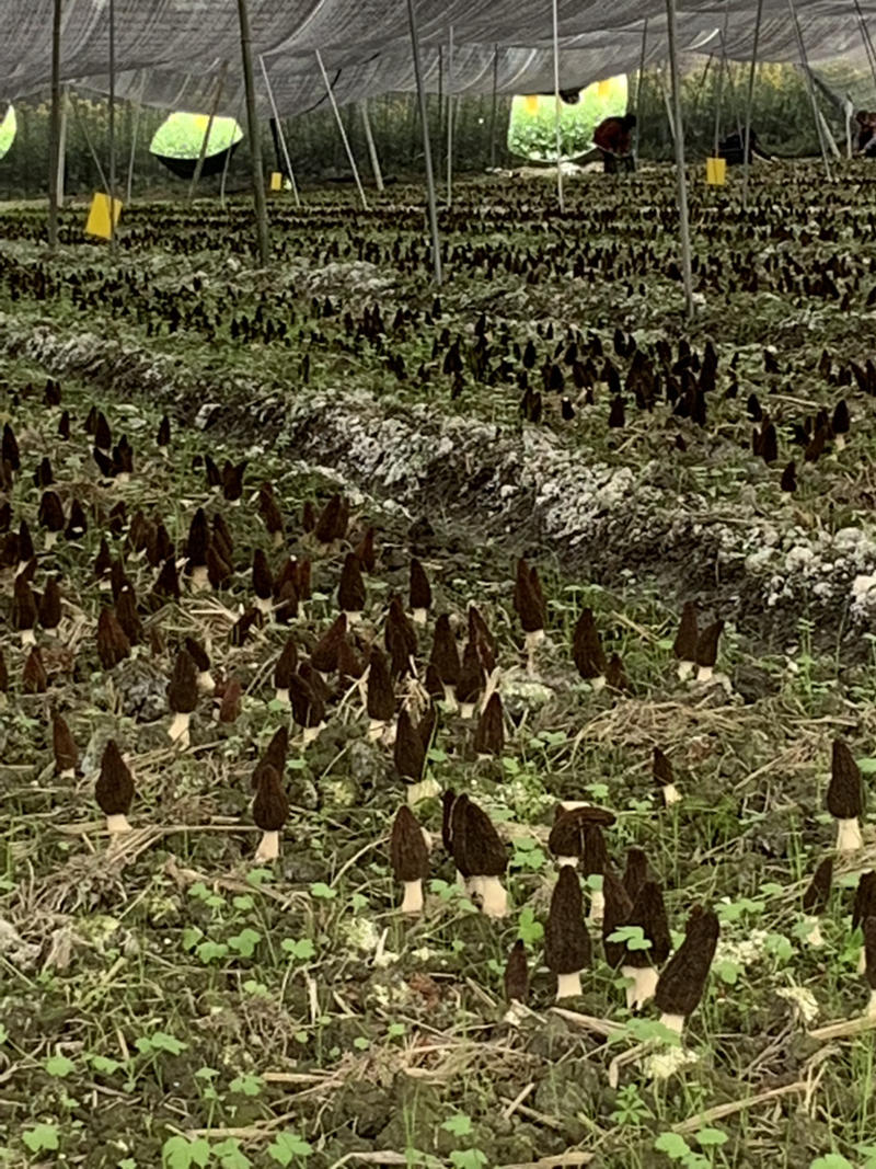 2022六妹七妹羊肚菌栽培种出菇袋20亩以上更优惠