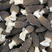 2022六妹七妹羊肚菌栽培种出菇袋20亩以上更优惠
