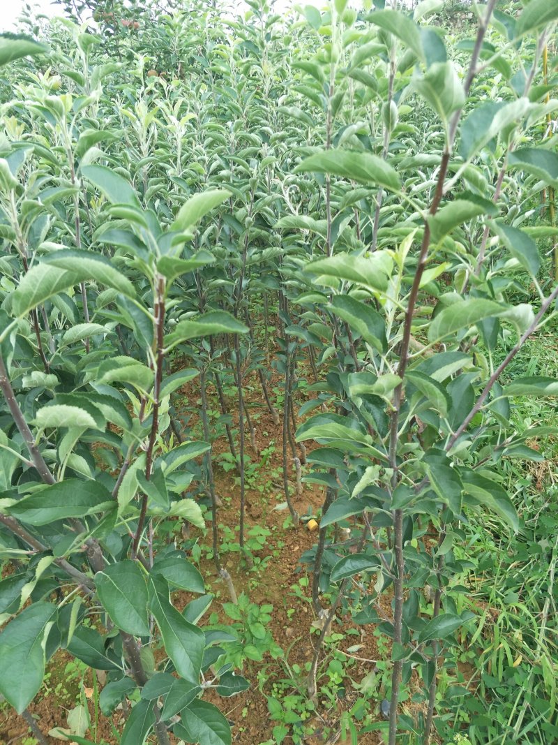 精品苹果苗，云南苹果苗，早熟红露苹果苗基地直发量大价优