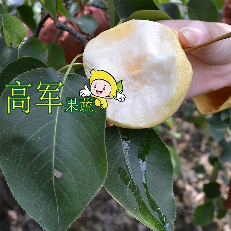 陕西蒲城酥梨贡梨开始走货摸袋撕袋同时进行