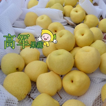 陕西蒲城酥梨贡梨开始走货摸袋撕袋同时进行