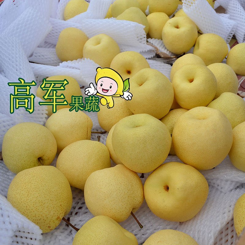 陕西蒲城酥梨贡梨开始走货摸袋撕袋同时进行