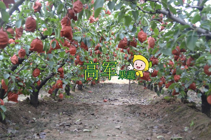 陕西蒲城酥梨贡梨开始走货摸袋撕袋同时进行