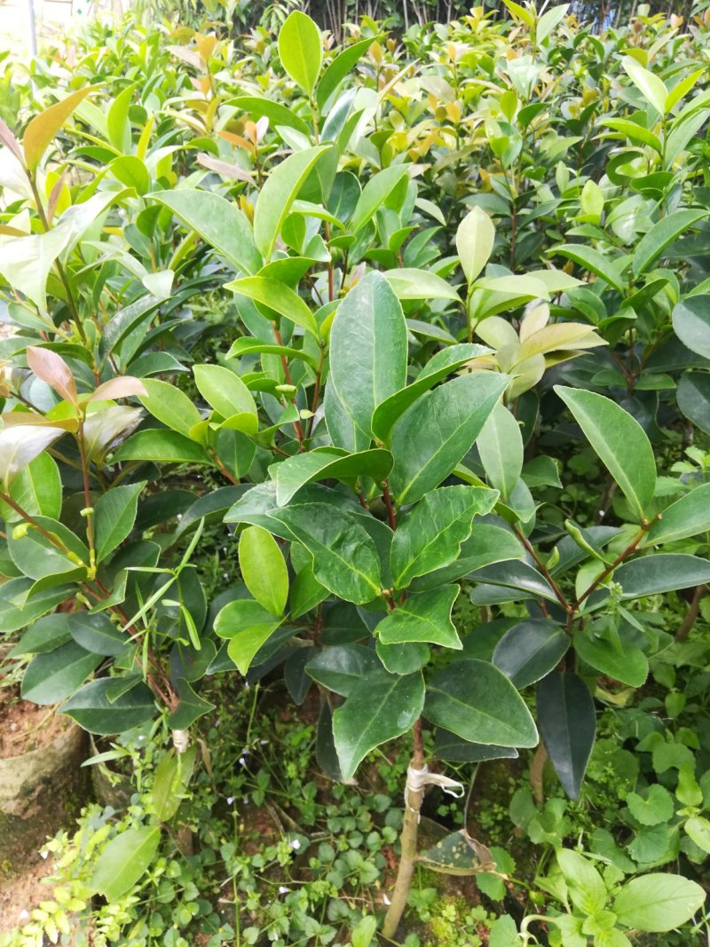 很漂亮的茶花苗，带营养杯发货，当年可开花