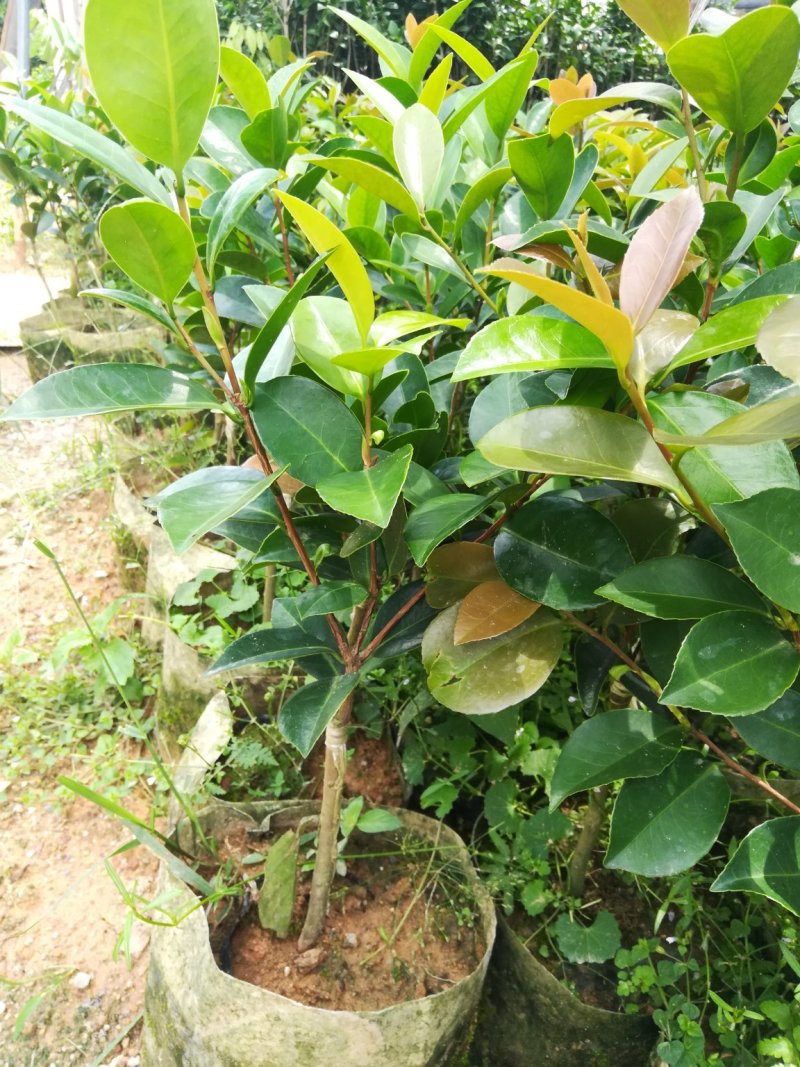 很漂亮的茶花苗，带营养杯发货，当年可开花