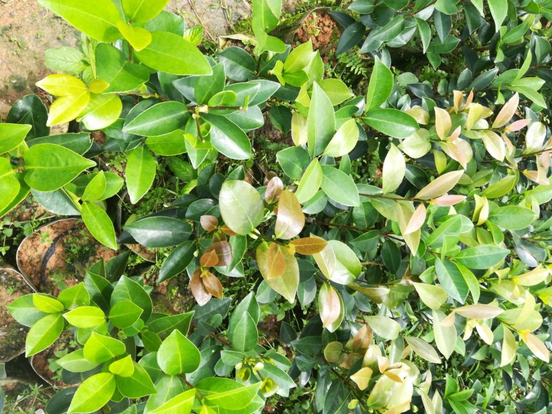 很漂亮的茶花苗，带营养杯发货，当年可开花