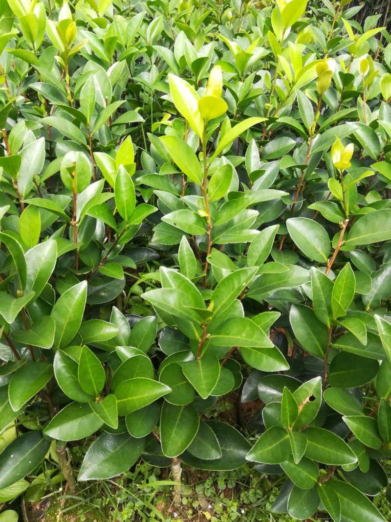 很漂亮的茶花苗，带营养杯发货，当年可开花