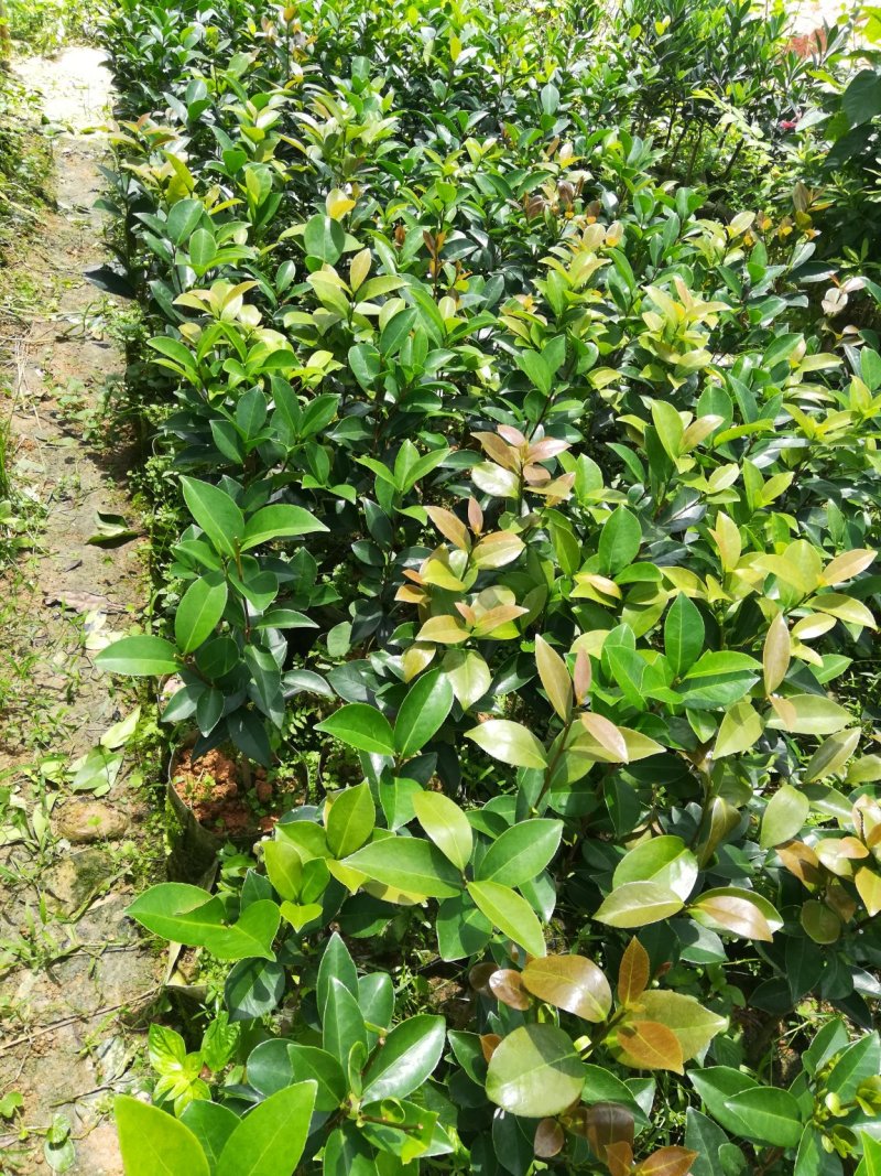 很漂亮的茶花苗，带营养杯发货，当年可开花