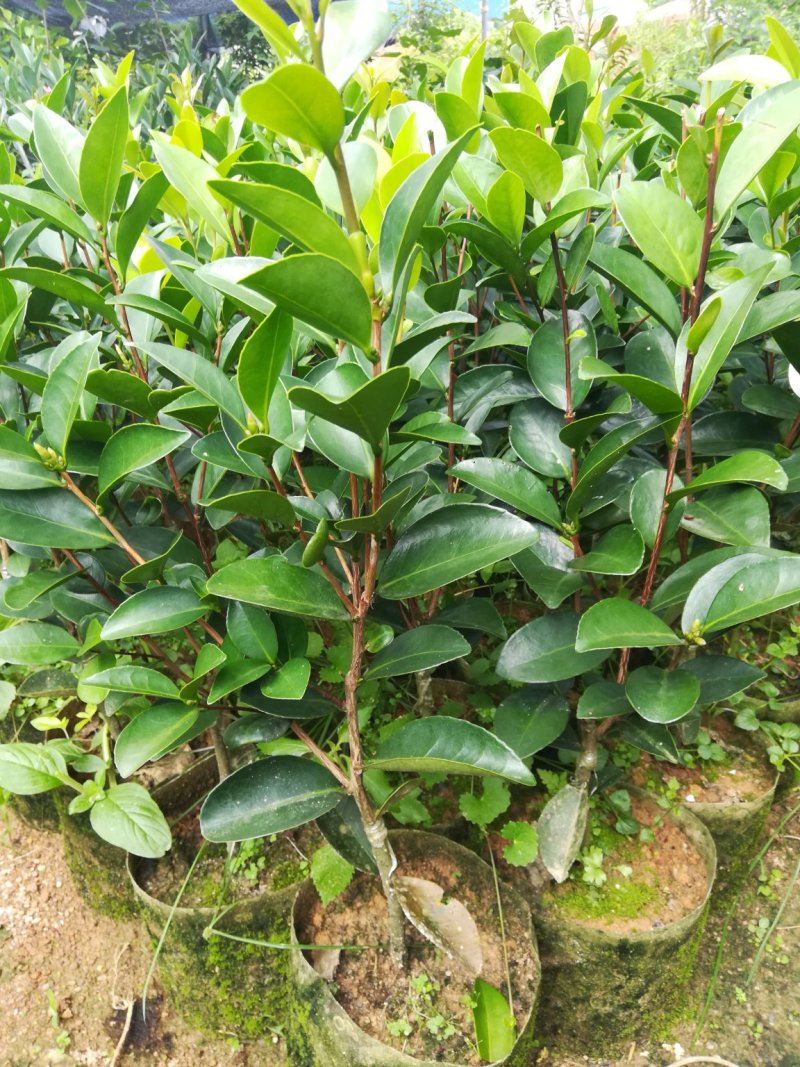 很漂亮的茶花苗，带营养杯发货，当年可开花