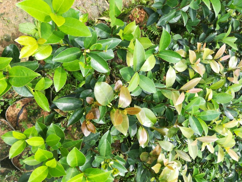 很漂亮的茶花苗，带营养杯发货，当年可开花