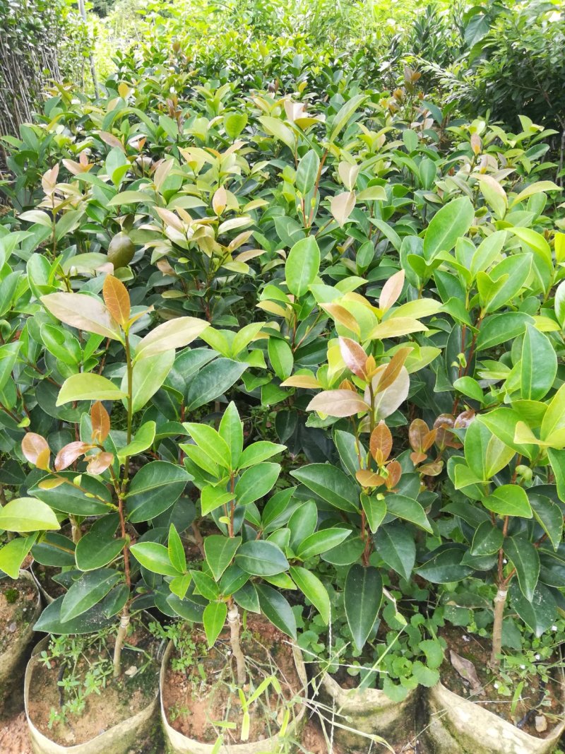 很漂亮的茶花苗，带营养杯发货，当年可开花