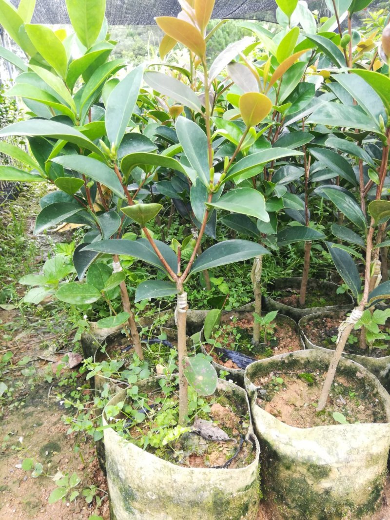 很漂亮的茶花苗，带营养杯发货，当年可开花