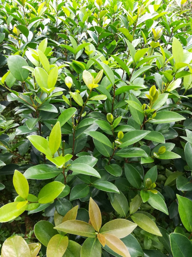 很漂亮的茶花苗，带营养杯发货，当年可开花